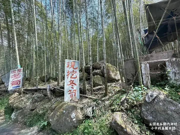 「現挖冬筍」招牌(竹林旁)