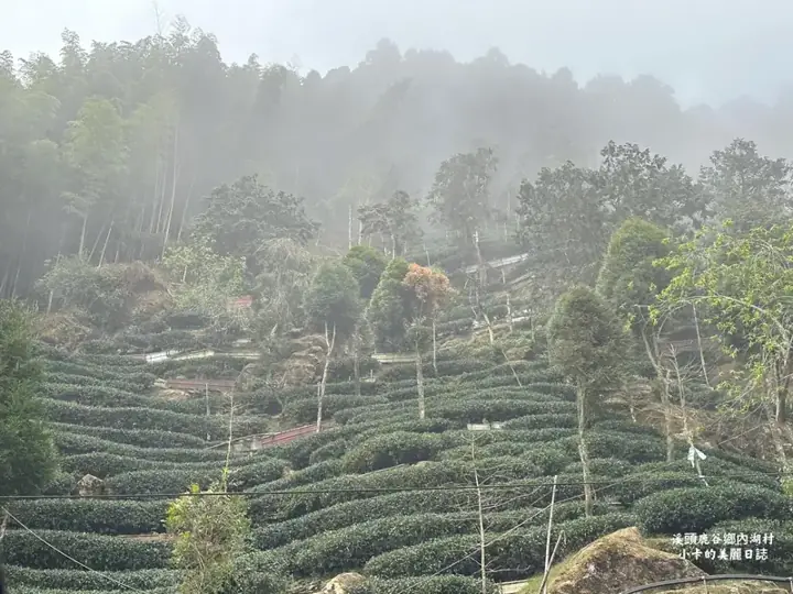 鹿谷內湖一帶山坡茶園