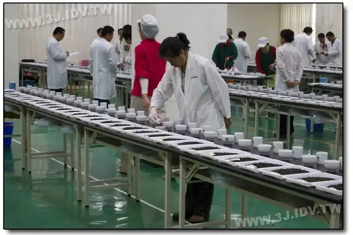 比賽茶評審審茶
