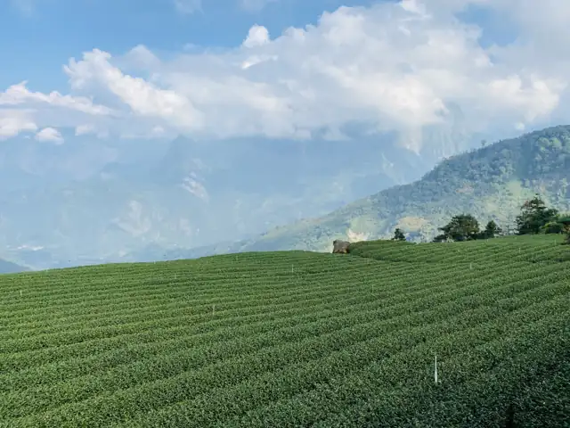 大崙山茶園