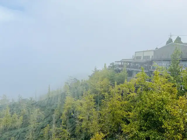 起霧的銀杏林