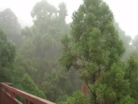 起霧的杉木林