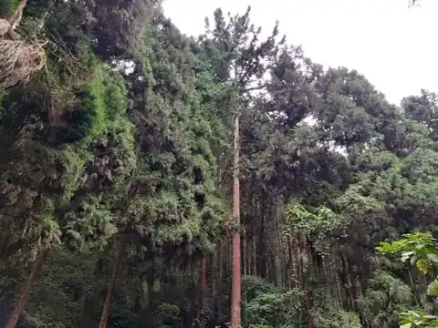 園區森林
