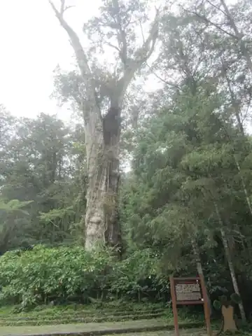 溪頭神木