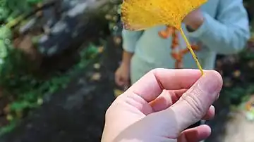 銀杏葉
