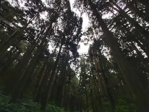 走廊旁的柳杉林