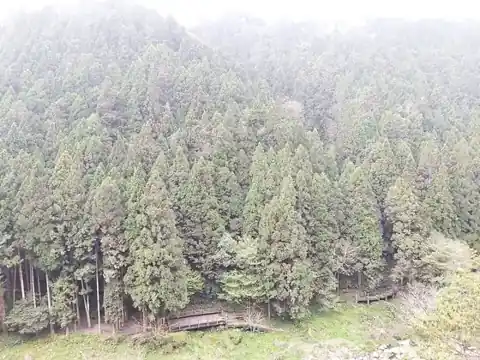 杉木林