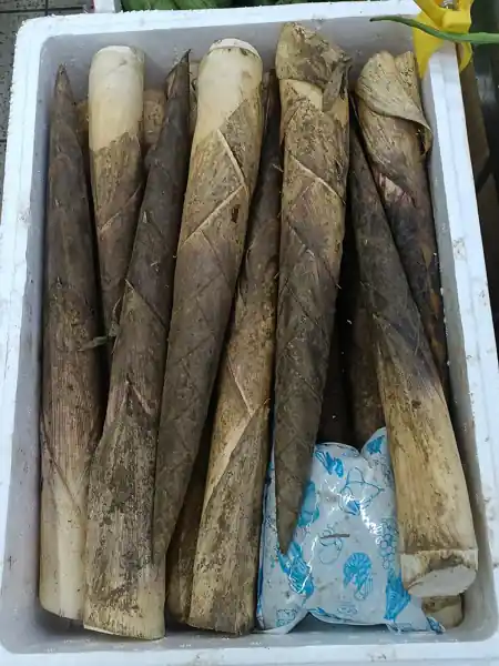 竹筍(示意,非當地店家照片)