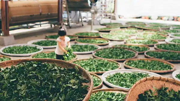 台大茶園